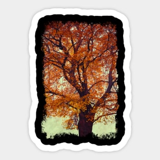 Beech Tree In Fall Colors Sticker